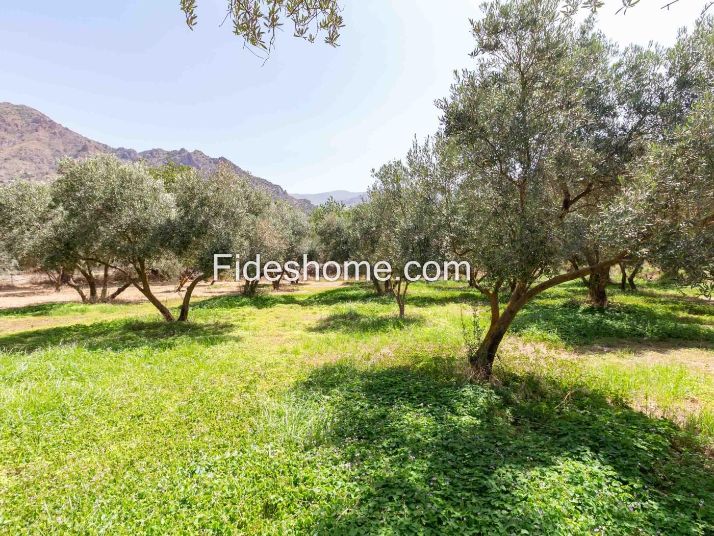 Finca de recreo en la Vega de Nigüelas en Nigüelas