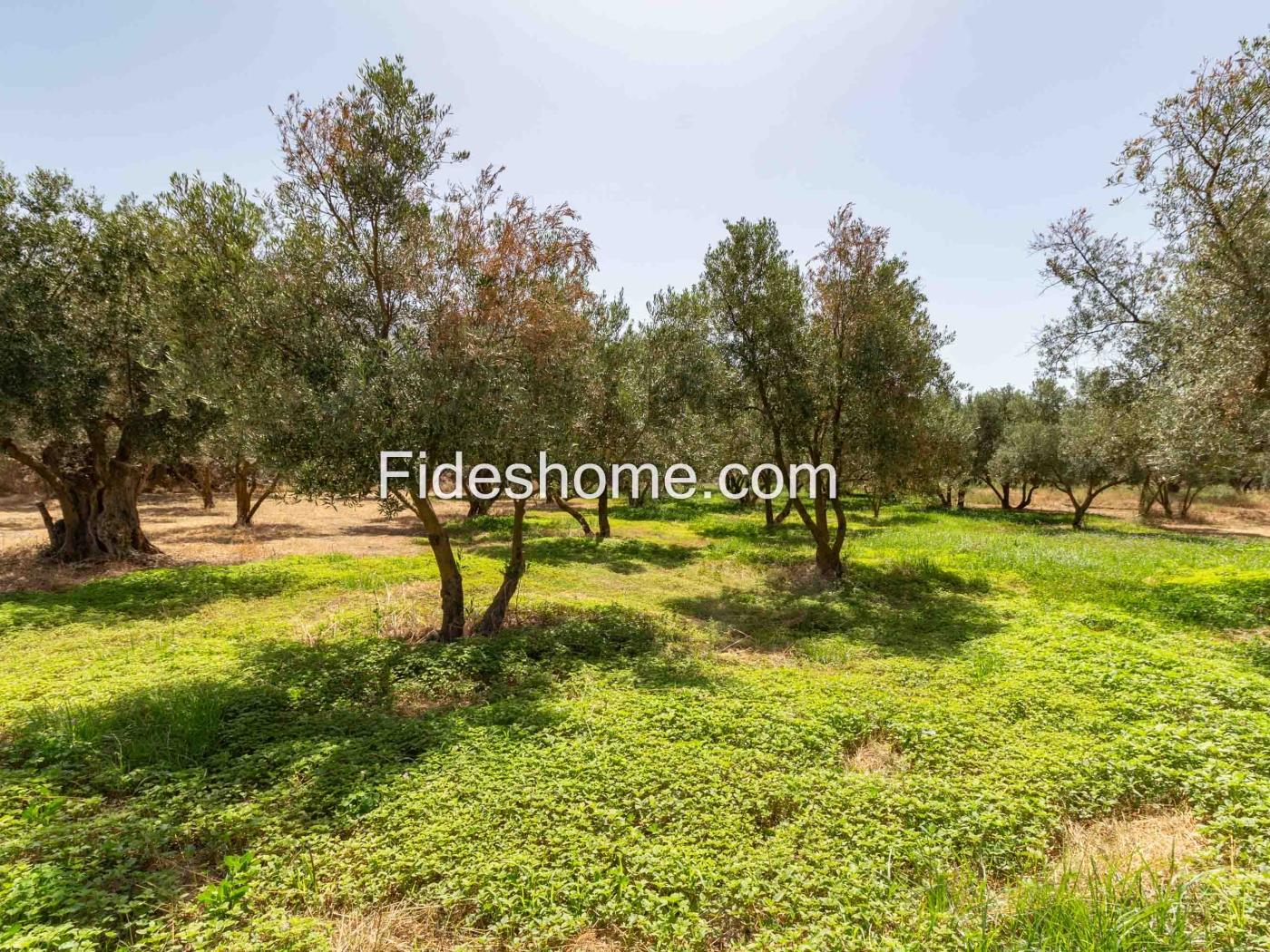 Finca de recreo en la Vega de Nigüelas en Nigüelas