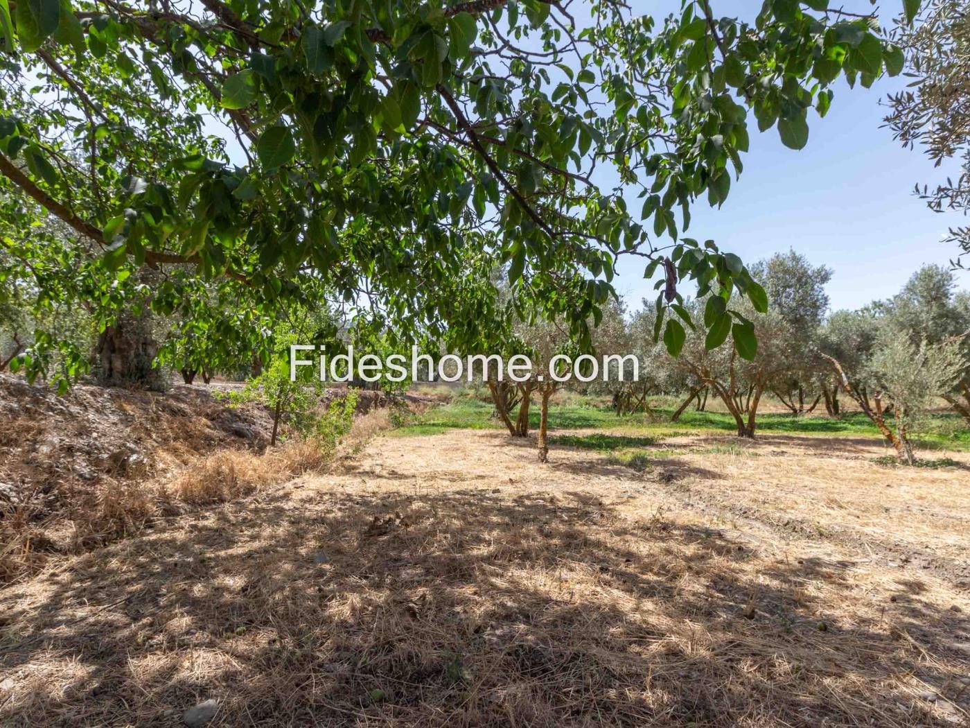 Finca de recreo en la Vega de Nigüelas en Nigüelas