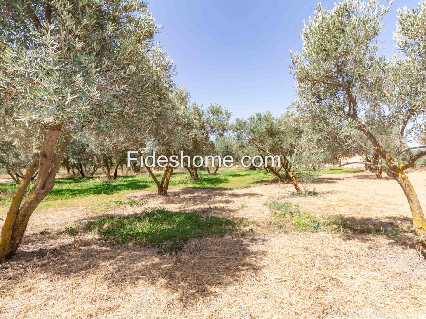 Finca de recreo en la Vega de Nigüelas en Nigüelas