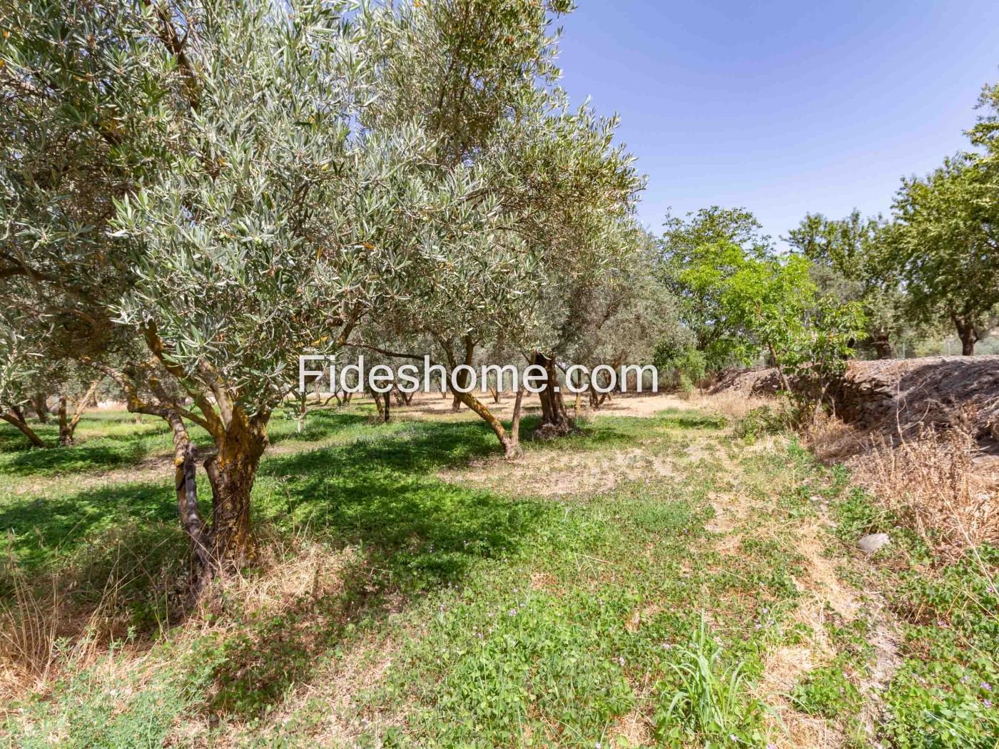 Finca de recreo en la Vega de Nigüelas en Nigüelas