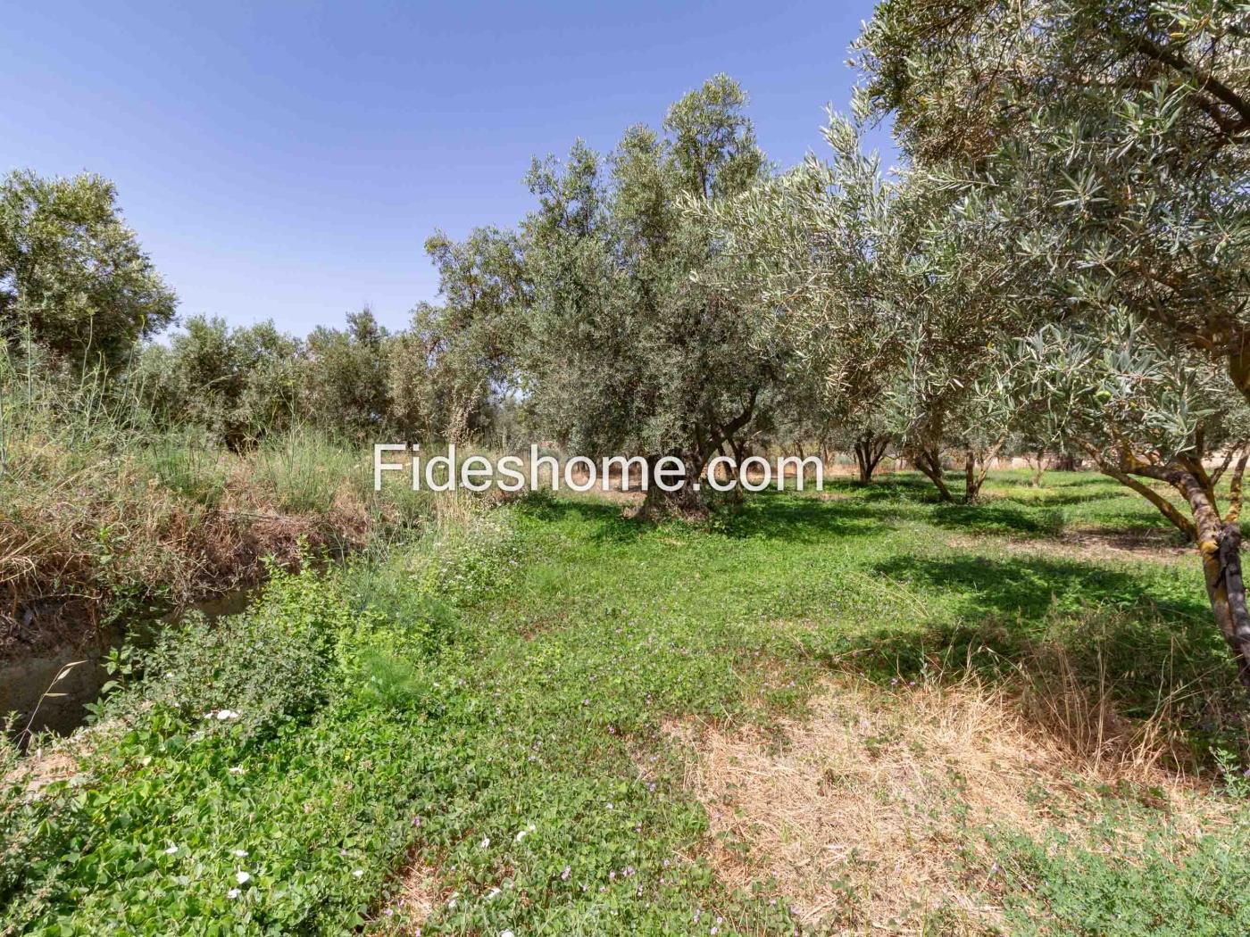 Finca de recreo en la Vega de Nigüelas en Nigüelas