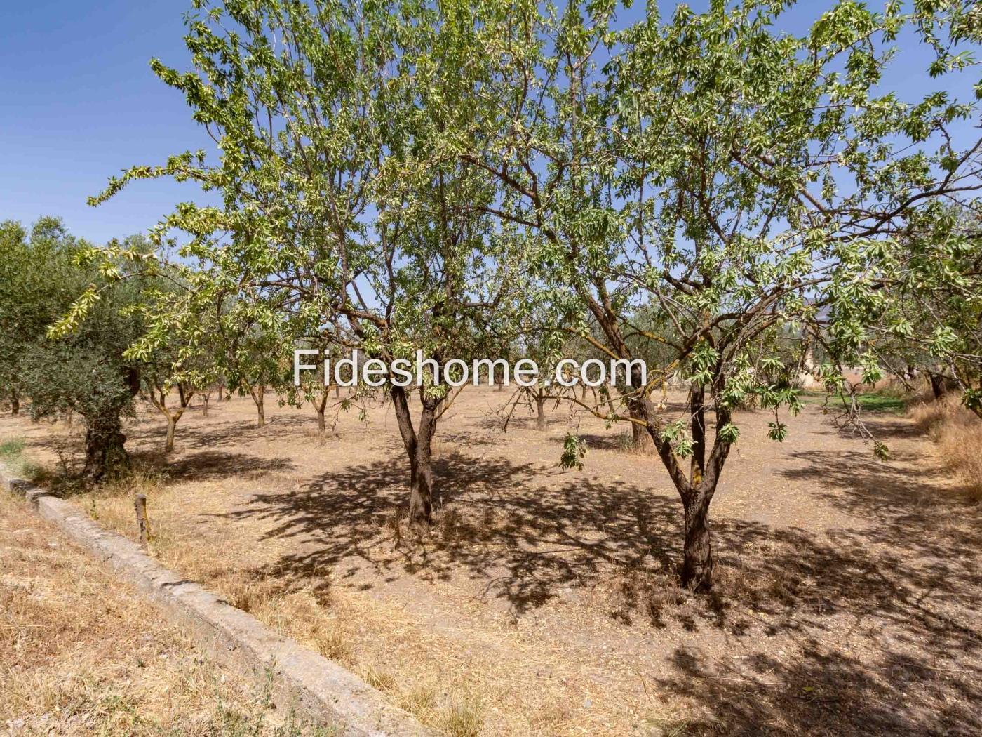 Finca de recreo en la Vega de Nigüelas en Nigüelas